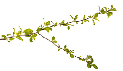 Branch of an apple tree with young green leaves. Isolated on white background