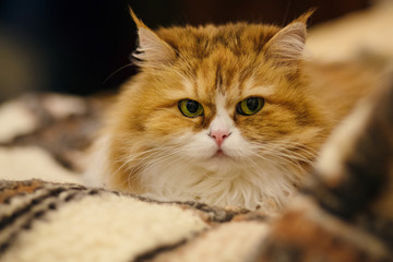 Portrait of cat close up on bokeh background.