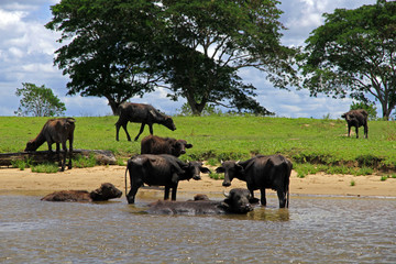 Fototapeta na wymiar Cows, Orinoco river, Venezuela