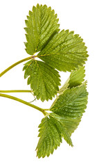 Green strawberry leaves isolated on white background