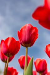 Red tulips against the blue sky in the nature