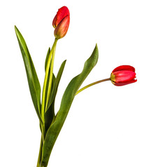 Bouquet of red tulips. Isolated on white background