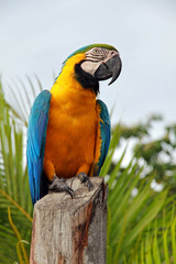 Ara parrot, Orinoco delta, Venezuela