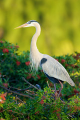 Great Blue Heron, Ardea herodias