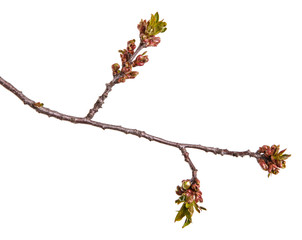 Branch of a cherry tree with small buds. Isolated on white background