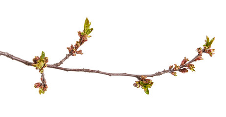 Branch of a cherry tree with small buds. Isolated on white background