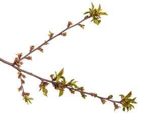 Branch of a cherry tree with small buds. Isolated on white background