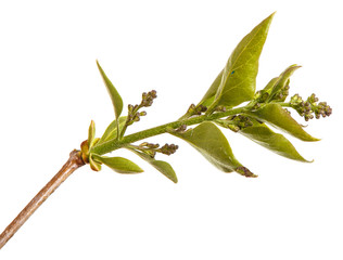 A branch of a lilac bush with young green leaves. Isolated on white background