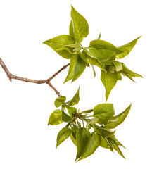 A branch of a lilac bush with young green leaves. Isolated on white background