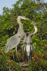 Great Blue Heron, Ardea herodias