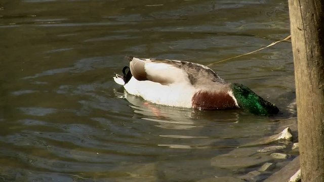 Ein Erpel "gr&uuml;ndelt" in Ufern&auml;he