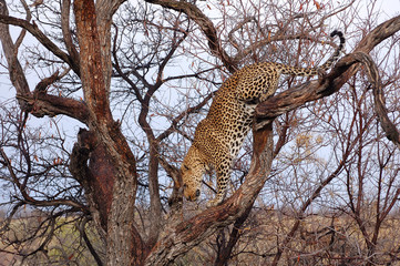 Wonderful Leopard in a Tree in the impressive Namibia