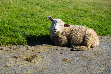 Freundliches Schaf
