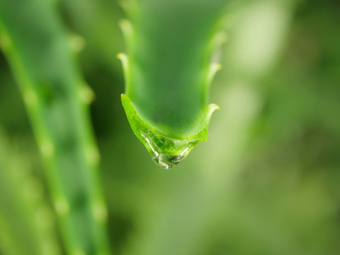  aloe with dripping clear juice