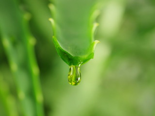  aloe with dripping clear juice