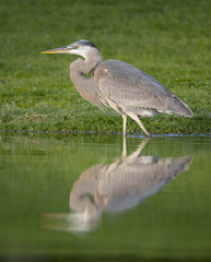 Great Blue Heron, Ardea herodias