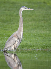 Great Blue Heron, Ardea herodias