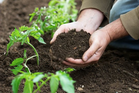 hands with the soil
