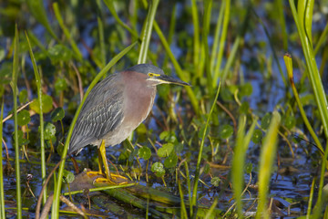 Green Heron, Butorides virescens