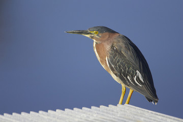 Green Heron, Butorides virescens