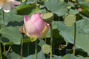 Nelumbo nucifera