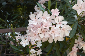 Nerium oleander
