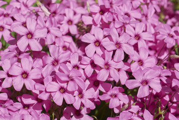Oxalis articulata