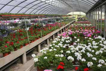 Fototapeta na wymiar geranium flowers for sale inside a long greenhouse
