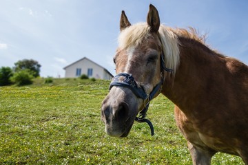 Haus und Pferd