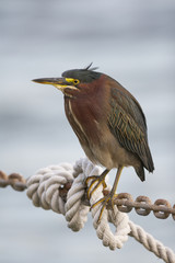Green Heron, Butorides virescens