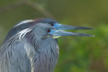 Little Blue Heron, Egretta caerulea