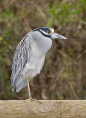 Adult Yellow-crowned Night Heron, Nyctanassa violacea