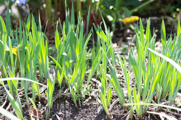 Leaf of Siberian iris
