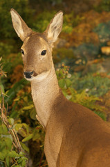roe deer with brown fur in the forest in autumn