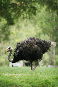 Ostrich walking on the grass