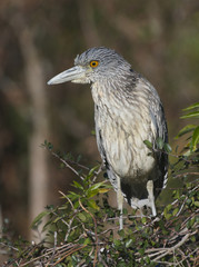 Adult Yellow-crowned Night Heron, Nyctanassa violacea