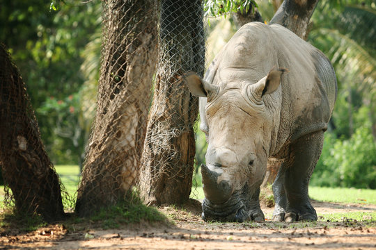 Rhino walking and eating food on the floor