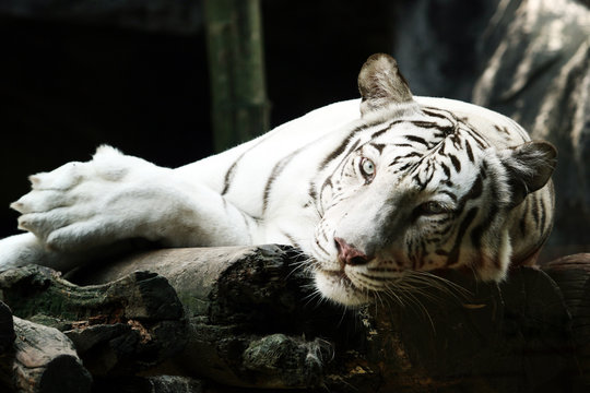 White tiger sleeping