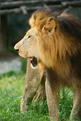 Male lion walking on the green grass