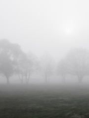 Fototapeta na wymiar Trees and thick fog.