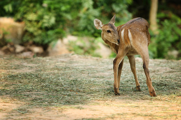 Female deer