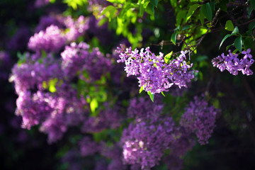 Obraz premium Spring lilac flowers in blossom