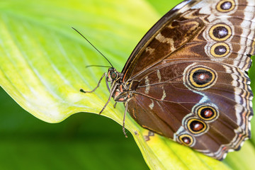 Papillon Morpho, Caligo Memnon,sur une feuille