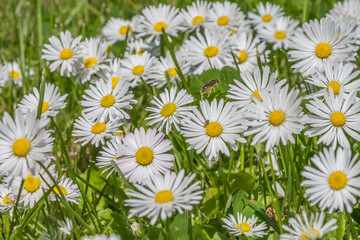 Fototapeta premium Daisy flowers