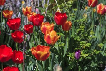 Beautiful tulips, fresh spring flowers