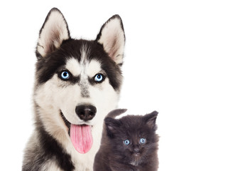Portrait dog And a kitten