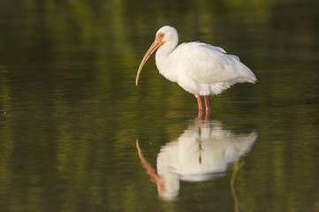 White Ibis, Eudocimus albus