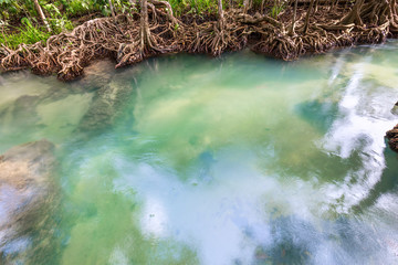 Mangrove trees in a peat swamp forest and a river with clear water. Tha Pom canal Krabi province Thailand
