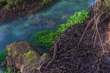 Mangrove trees in a peat swamp forest and a river with clear water. Tha Pom canal Krabi province Thailand
