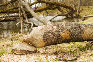 Beavers building a dam in a river in the middle of forest. Macro shot of a large linden tree stump is the woods, chewed by beavers in early autumn.